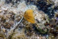 Tubeworm underwater Sabella spallanzaniiÃÂ Sea Life